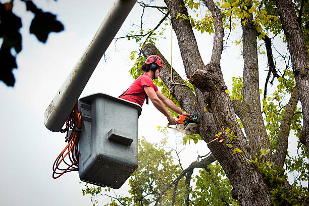 Reliable Cuba, MO  Tree Services Solutions